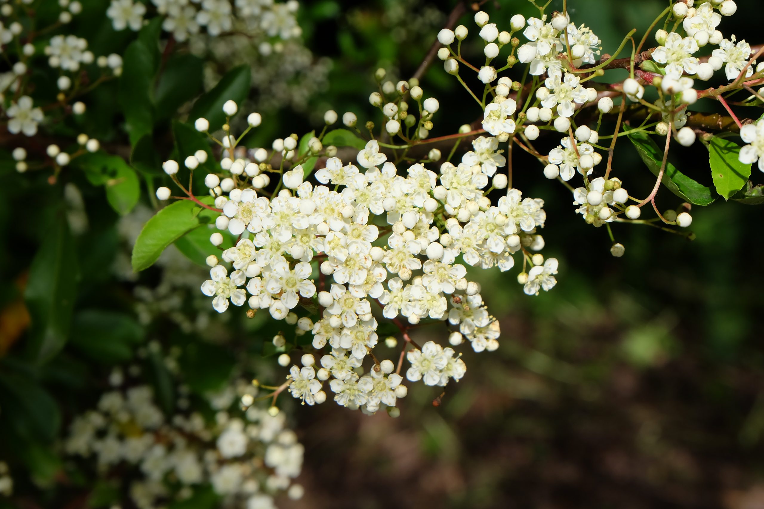 Pyracantha (Firethorn) Image by Erin Lee.